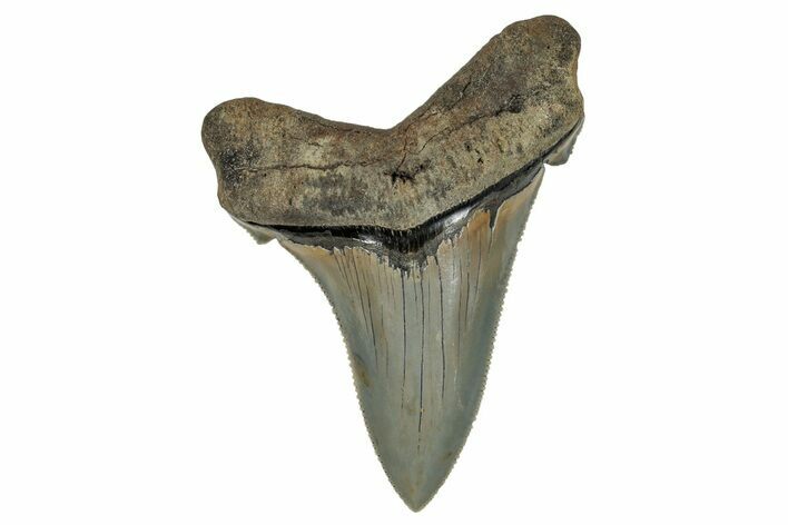 Serrated Angustidens Tooth - Megalodon Ancestor #269954